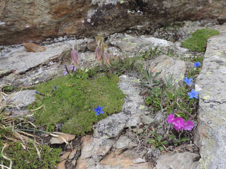 Un piccolo giardino naturale a 2400 metri